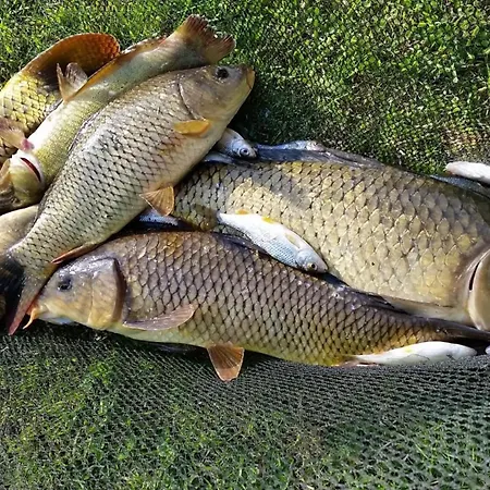 بيت للعطل Le Bas Pineau