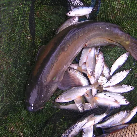 Le Bas Pineau بيت للعطل *